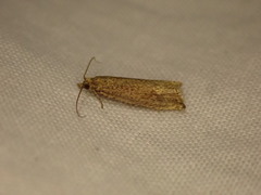 Bactra lancealana