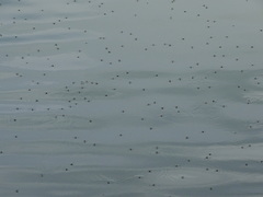 Gerromorpha