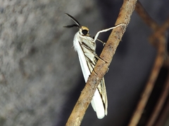 Coscinia chrysocephala