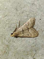 Bostra obsoletalis