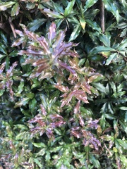 Osmanthus heterophyllus