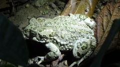 Bufotes viridis sitibundus