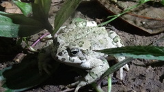 Bufotes viridis sitibundus