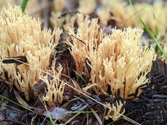 Ramaria lorithamnus