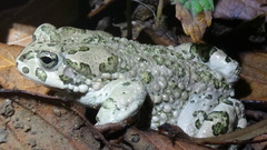 Bufotes viridis sitibundus