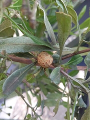 Asphondylia dodonaeae