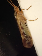 Limnephilus marmoratus