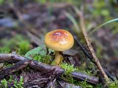 Cortinarius sinapicolor