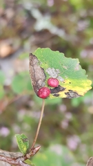 Harmandiola tremulae
