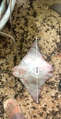 Rhinoptera
