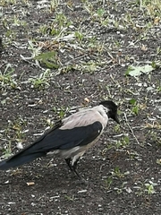 Corvus cornix