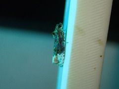 Apotomis betuletana
