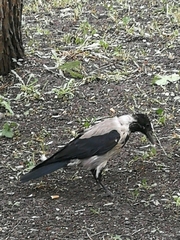 Corvus cornix