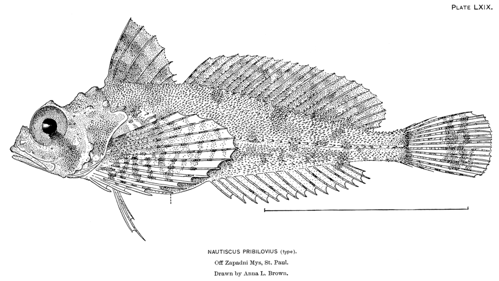 Eyeshade Sculpin