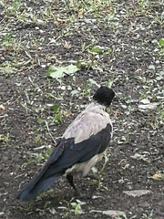 Corvus cornix