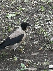 Corvus cornix