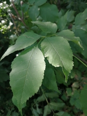 Fraxinus pennsylvanica