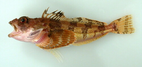 Butterfly sculpin