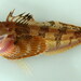 Hemilepidotus papilio - Photo 
Kitty Mecklenburg, sin restricciones conocidas de derechos (dominio público)