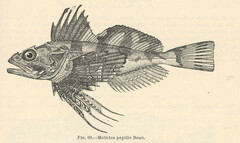 Butterfly Sculpin photo 3