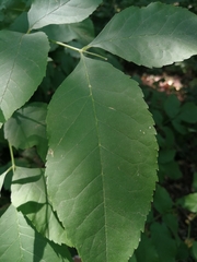 Fraxinus pennsylvanica