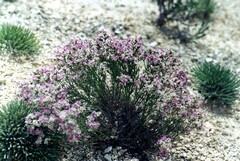 Limonium cretaceum