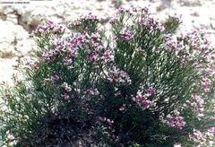 Limonium cretaceum