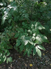 Fraxinus pennsylvanica
