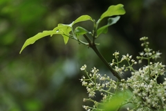 Melicope pteleifolia
