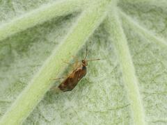 Deraeocoris lutescens