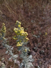 Artemisia