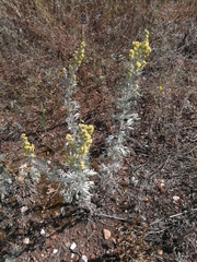 Artemisia