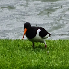 Haematopus ostralegus