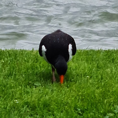 Haematopus ostralegus