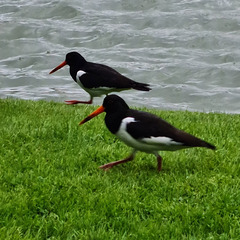 Haematopus ostralegus