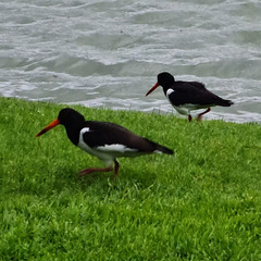 Haematopus ostralegus