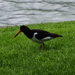 Haematopus ostralegus