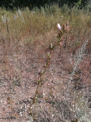 Cichorium intybus