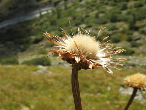 Image of Rhaponticum scariosum by (c) Yves Bas, some rights reserved (CC BY)