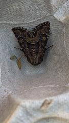 Noctuinae