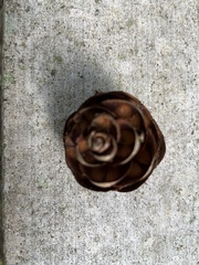 Pseudotsuga wilsoniana