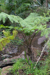 Cyathea dregei
