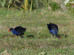 Porphyrio melanotus melanotus