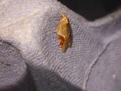 Acleris laterana