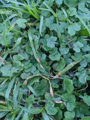 Hydrocotyle acutiloba