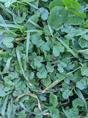 Hydrocotyle acutiloba