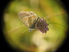 Aricia artaxerxes