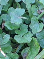 Hydrocotyle acutiloba