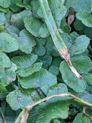Hydrocotyle acutiloba