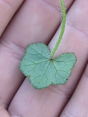 Hydrocotyle acutiloba